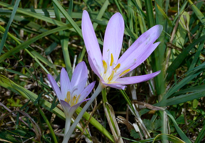 autumn-crocus