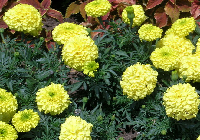 Marigolds