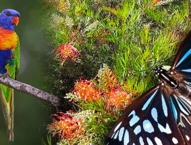 wildlife-gardens